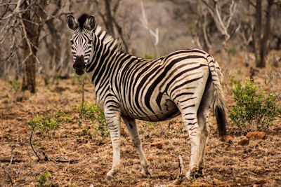 Leopard Mountain Lodge Zebra